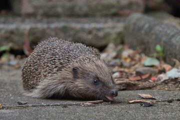 European hedgehog Searching for food.