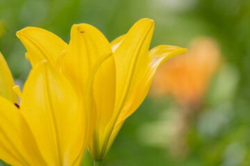 黄色いユリの花