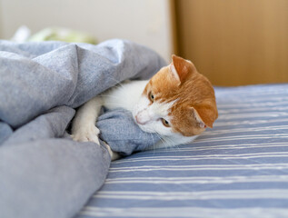 布団から顔を出す猫　茶トラ白