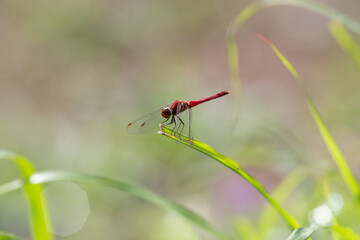 葉に止まる赤とんぼ