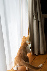 カーテンで遊ぶ猫　茶トラ白