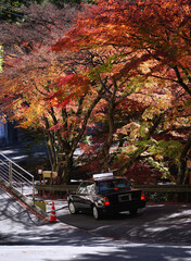 A Japanese taxi is cruising along a road full of autumn leaves in Japan.