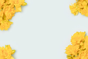 Frame made of yellow narcissus on a blue pastel background with place for text.