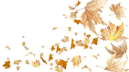 leaf leaves for autumn background flying falling isolated