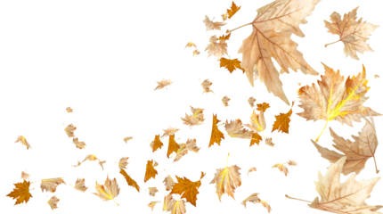 leaf leaves for autumn background flying falling isolated