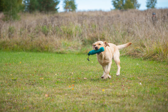 Beautiful Labrador Retriever carrying a training dummy in its mouth.	