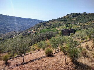 Naklejka premium Countryside in Ligurian Riviera in Italy with vineyards and olive trees