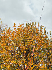 Multicolored flags hang in a garland against the background of yellow autumn trees. Autumn Festival