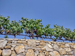 Countryside in Ligurian Riviera in Italy with vineyards and olive trees