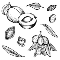 Shea butter. Cosmetic ingredient. Nutritional oil for skin care. Hand-drawn icon of olive and apricot. Vector
