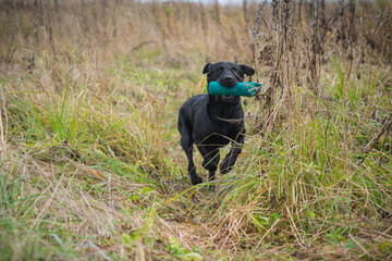 Beautiful Labrador Retriever carrying a training dummy in its mouth.	