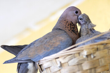 Little brown dove female (spilopelia senegalensis)  feeding her nestling in the nest