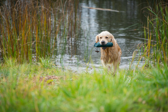 Beautiful golden retriever dog carrying a training dummy in its mouth	