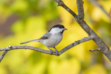 Obraz premium willow tit