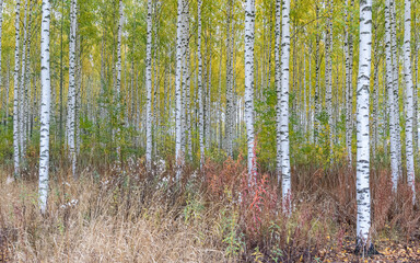 birch forest