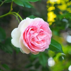 バラ 'Pierre de Ronsard'