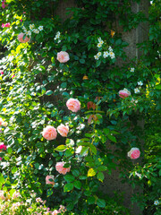 バラ 'Pierre de Ronsard'