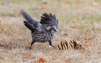 spotted nutcracker