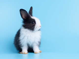 Front view of cute baby rabbit sitting on blue background. Lovely action of young rabbit.