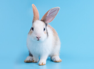 Front view of cute baby rabbit sitting on blue background. Lovely action of young rabbit.