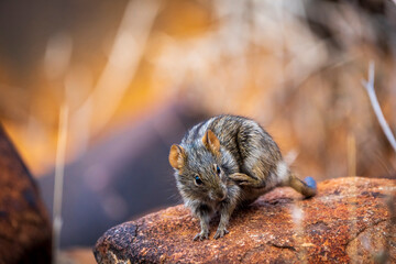 Four-striped grass mouse or four-striped grass rat (Rhabdomys pumilio). Northern Cape. South Africa.
