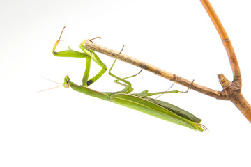 green praying mantis sits on a tree branch on a white background. insect predator. nature and zoology