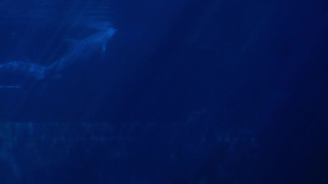 Close-up of dolphins swimming in blue water. Silhouette of aquatic animals in an aquarium or dolphinarium. Floating mammals in captivity, marine underwater concept with beautiful rays of sunlight. 4K