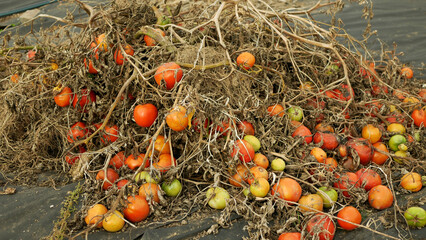 Rotten tomato waste pile mold fungi farm farming discarded food bio organic rot rust vegetables...