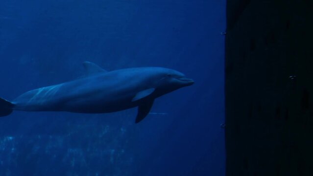 Close-up of dolphin swimming in blue water. Silhouette of aquatic animal in an aquarium or dolphinarium. Floating mammal in captivity, marine underwater concept with beautiful rays of sunlight. 4K