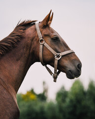 Obraz premium Chestnut Dutch Harness Horse in the field with grey sky and halter