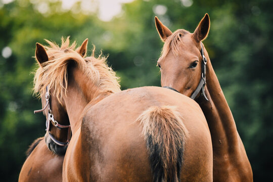 Two Dutch Harness Horses Playing Around In The Field, Cuddling 