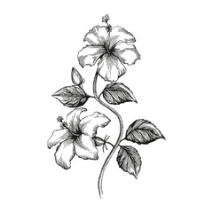 Floral outline illustration isolated on Png Transparent background