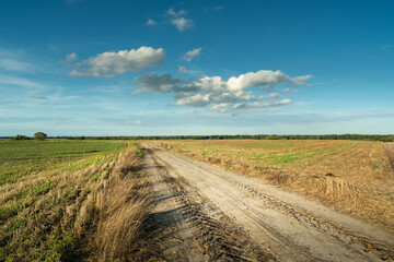 Dirt Road Between Fields and Little Clouds in the Sky