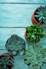 variety of succulent plants on turquoise wooden surface. Empty space for your text.