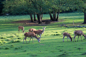 Naklejka na ściany i meble Wild Noble deer in autumn in nature. A herd of deers graze on a green meadow