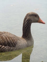 goose on the water