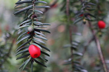 The branches and berries of the yew tree. Yew tree macro. red berries on a background of green...