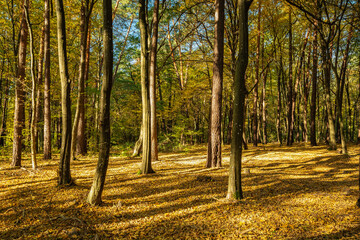 Fototapeta premium Beautiful autumn forest in the sun