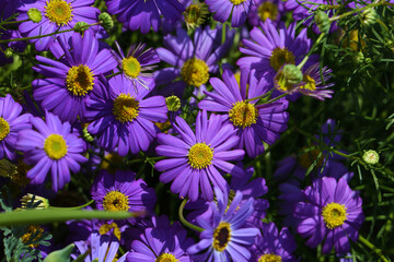 Fototapeta na wymiar Abundance of purple brachycoma flowers in the summer flower bed in the garden
