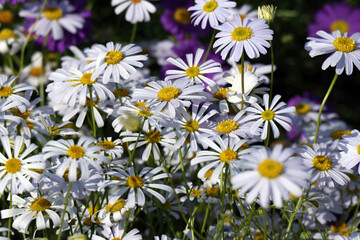 A carpet of white brachycoma flowers with bright yellow middles in a sunny flower bed in the garden