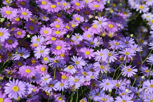 Purple carpet of beautiful brachycoma flowers
