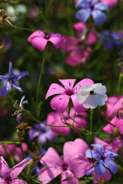 Delicate Mauve viscaria flowers in a sunny flower bed in the garden