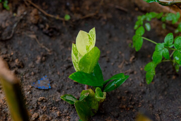 Spotted leaves are caused by nature.
