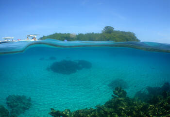 tropical views under the water in a caribbean island and diving in its coral reef