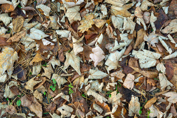 Dry fallen leaves lying on the ground