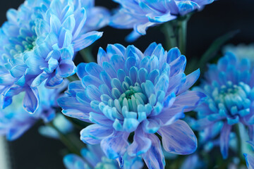 Blue chrysanthemum buds in close-up. Beautiful photo wallpaper. 