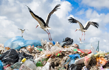 Storks on pile garbage