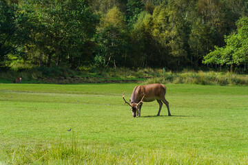 A stag of Scottish red deer on the grass