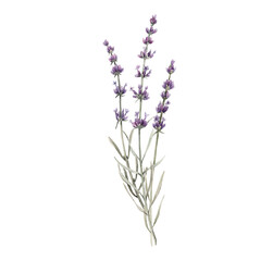 Beautiful png floral illustration with hand drawn watercolor lavender flower. Stock clip art.