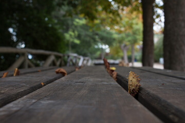 Piel externa de castaña, llega el toño al parque natural de la Fuente Roja en Alcoy, Comunidad Valenciana, España